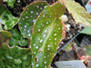 begonia Great Gatsby begonia Great Gatsby