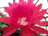 Epiphyllum Beautiful Red Epiphyllum Beautiful Red