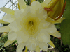 Epiphyllum Cream and Gold Epiphyllum Cream and Gold