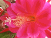 Epiphyllum Jungle Night Epiphyllum Jungle Night