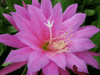Epiphyllum Professor Ebert Epiphyllum Professor Ebert