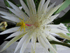Epiphyllum strictum Epiphyllum strictum