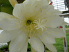 Epiphyllum Wraki Epiphyllum Wraki