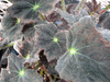 begonia Stormy Night begonia Stormy Night