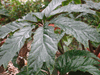 begonia themiei (macdougalii purpurea) begonia themiei (macdougalii purpurea)