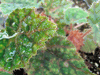 begonia Abu Dhabi begonia Abu Dhabi