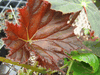 begonia Rips Wrinkle begonia Rips Wrinkle