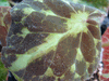 begonia barsalouxiae begonia barsalouxiae