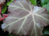 begonia Cayuga begonia Cayuga