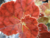 begonia Angel Glow begonia Angel Glow