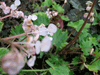begonia Crassicaulis Hybrid begonia Crassicaulis Hybrid