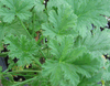 Apricot geranium (Pelargonium cv.) Apricot geranium (Pelargonium cv.)