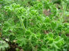 Scented Geranium Lemon Crispum (pelargonium cv.) Scented Geranium Lemon Crispum (pelargonium cv.)