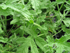 Scented Geranium Rober's Lemon Rose (pelargonium cv.) Scented Geranium Rober's Lemon Rose (pelargonium cv.)