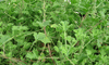 Strawberry geranium Strawberry geranium