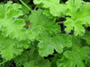 Scented Geranium Carrot Scented Geranium Carrot