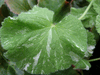 Scented Geranium peppermint variegated pelargonium cv Scented Geranium peppermint variegated pelargonium cv