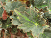 begonia Beatrice Haddrell begonia Beatrice Haddrell