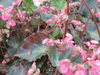 begonia 'Boyfriend' begonia 'Boyfriend'