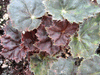 begonia Brown Derby begonia Brown Derby