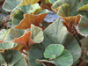 begonia 'Careless Whisper' begonia 'Careless Whisper'