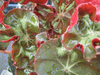 begonia 'Cathedral' begonia 'Cathedral'