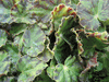 begonia 'China Doll' begonia 'China Doll'