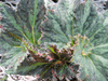 begonia Circus Circus begonia Circus Circus