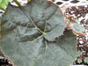 begonia Copper Twist begonia Copper Twist