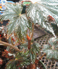 begonia deliciosa begonia deliciosa