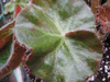 begonia Erythrophylla Helix begonia Erythrophylla Helix