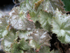 begonia Five and Dime begonia Five and Dime
