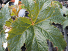 begonia Green Acres begonia Green Acres