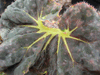 begonia Hocking Wink begonia Hocking Wink