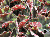begonia Little Darling begonia Little Darling
