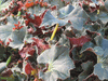 begonia 'Madame Queen' begonia 'Madame Queen'