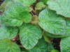 begonia 'Mel' begonia 'Mel'