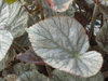 begonia 'Mirage' begonia 'Mirage'