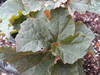 begonia Mollie's Marvel begonia Mollie's Marvel