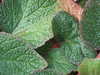 begonia 'Morocco' begonia 'Morocco'