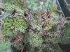 begonia 'Norah Bedson' begonia 'Norah Bedson'