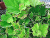 begonia 'River Nile' begonia 'River Nile'