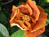 Hibiscus Voodoo Magic Hibiscus Voodoo Magic