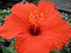 Hibiscus Largo Breeze Hibiscus Largo Breeze