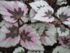 begonia Mazatlan Blush begonia Mazatlan Blush