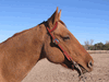 Slip Ear Headstall 20 Slip Ear Headstall 20