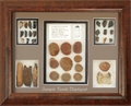 Fossil Display Case