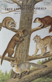 Trapping of Tree Climbing Animals Book Trapping of Tree Climbing Animals Book