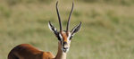 Gazelle Decals