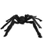 Large Black Hairy Spider